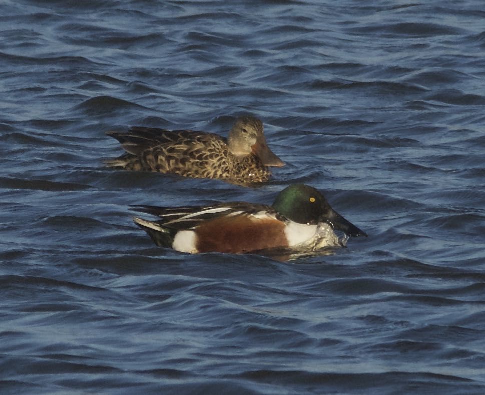 Northern Shovelers